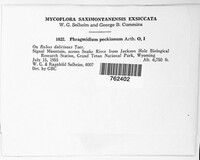 Phragmidium peckianum image